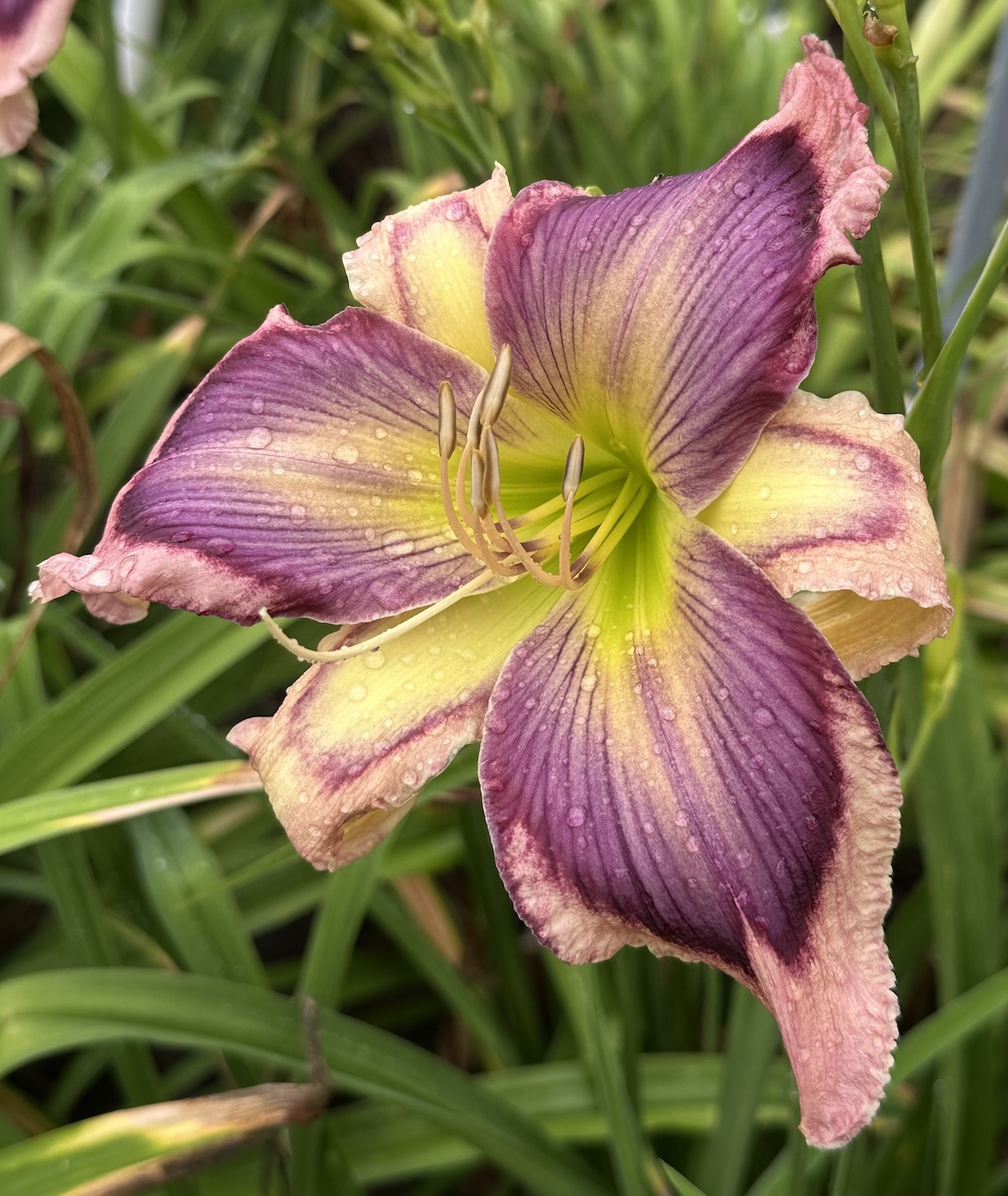 EXOTIC STARFISH – Keast Daylily Gardens